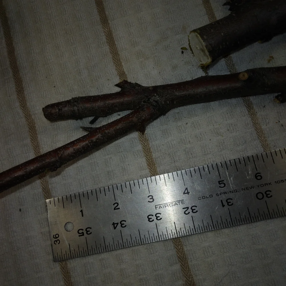 Peach Tree Branches for Crafting Isopods Reptiles Terarrium Jararrium Vivarium